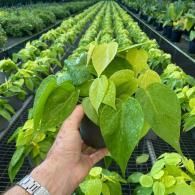 Hand holding a potted green vine plant in a greenhouse with rows of seedlings behind it