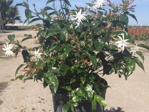 Potted flowering shrub with white blossoms in a sandy outdoor garden area