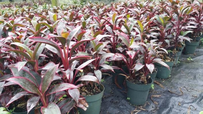 Rows of potted red-and-green ornamental plants in a nursery