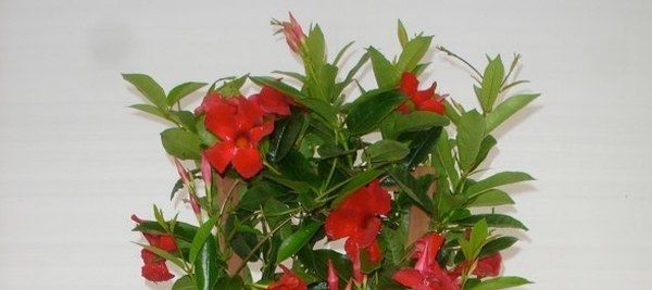 Red flowers and green leaves in a bouquet against a plain light background