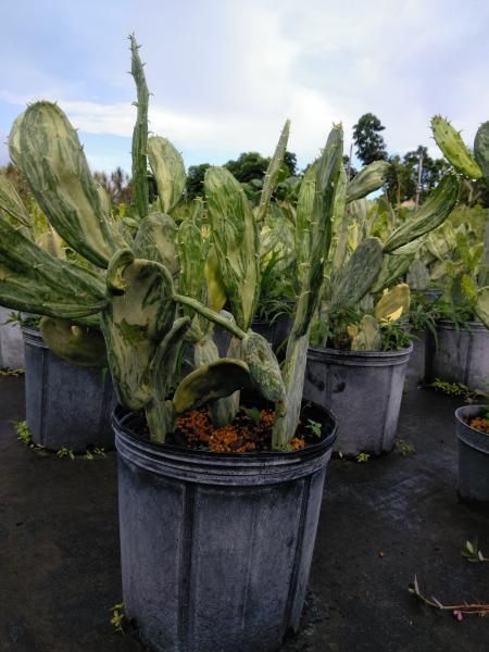 Rows of potted succulent plants in a nursery, with tall green leaves in black containers