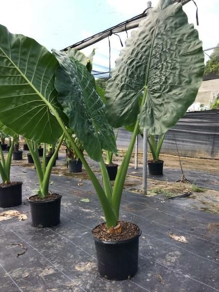 Large green elephant ear plant in a black pot on a nursery bench
