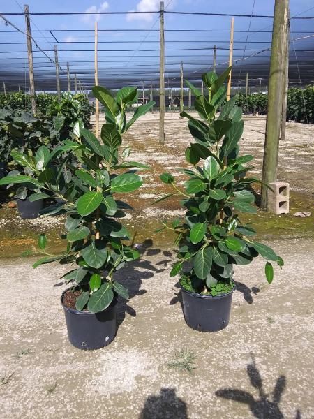 Two potted green plants in a nursery with shade netting and wooden posts behind them