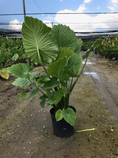 Large green potted elephant ear plant in a nursery aisle under a cloudy sky.