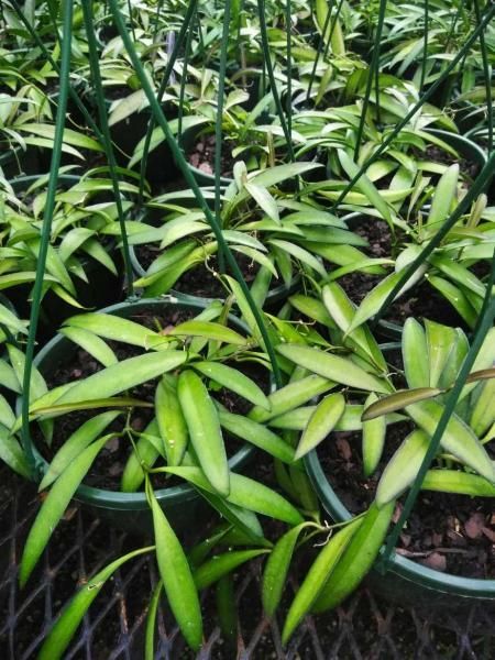 Dense cluster of green potted seedlings with long narrow leaves in a nursery
