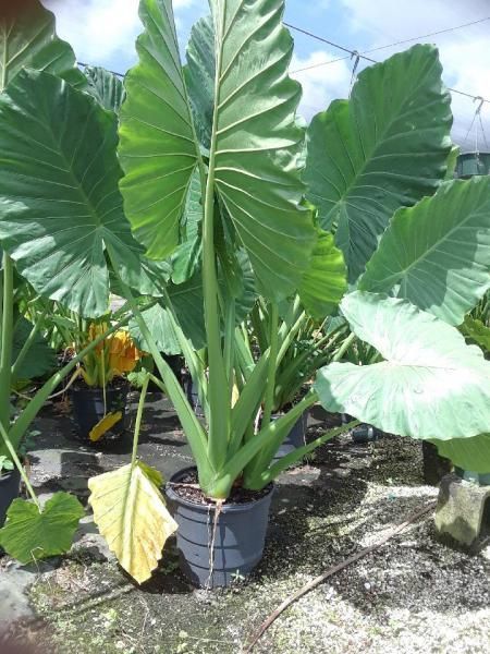 Large green tropical plant in a black nursery pot outdoors on gravel