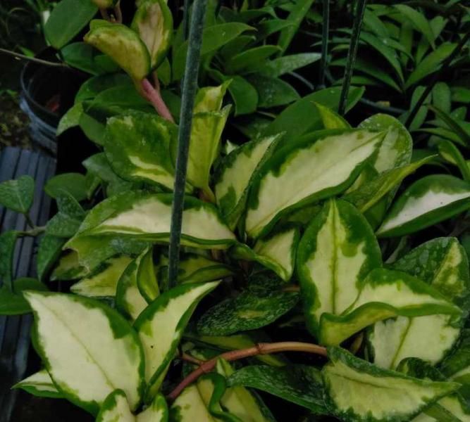 Variegated green-and-cream leaves of a trailing houseplant in a close-up view