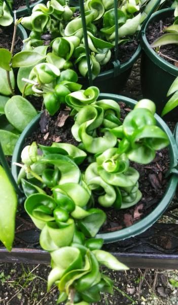 Potted curly green houseplants clustered on a shelf in a nursery
