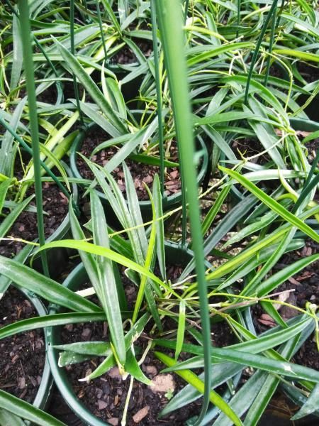 Close-up of green grass-like plants growing in white pots.