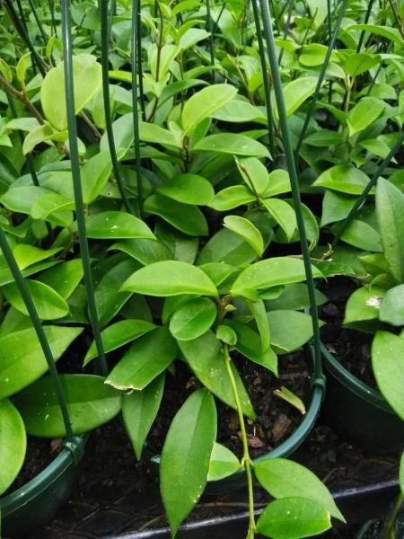 Potted green seedlings with broad leaves growing closely together in a nursery.