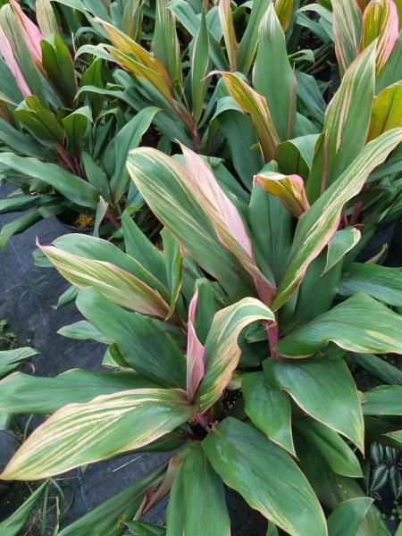 Green and pink variegated tropical plants growing densely in a garden bed