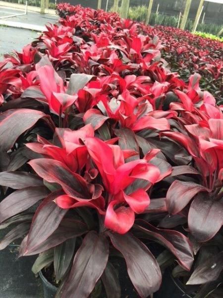 Red and dark purple ornamental plants in a dense greenhouse bed