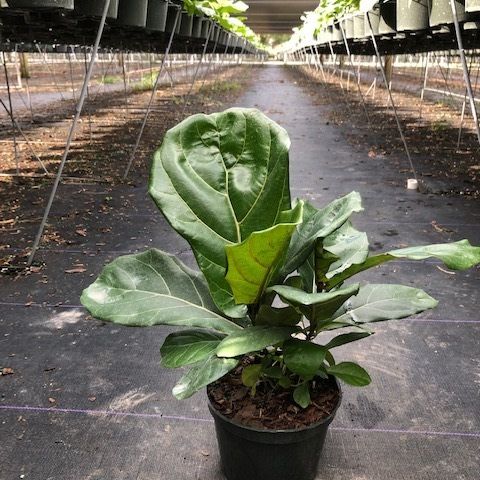 Potted green leafy plant in a shaded greenhouse aisle