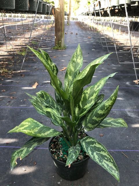 Potted variegated green plant on a walkway in a shaded garden nursery