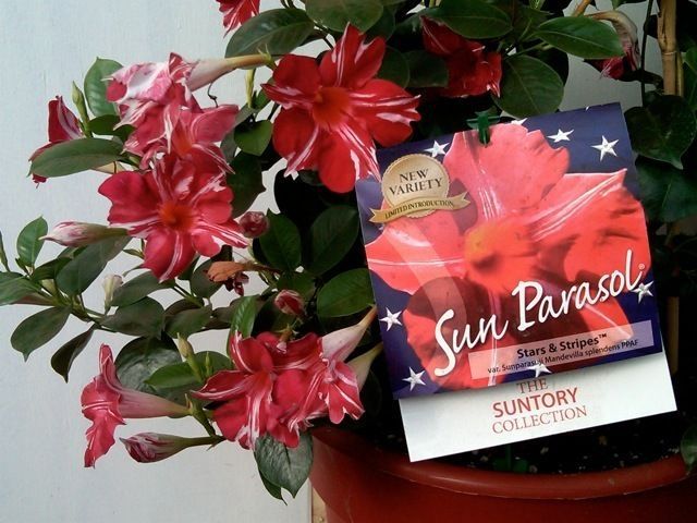Pink and red flowers beside a Sun Parasol plant package on a white background