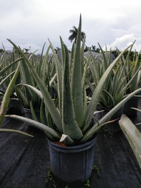 Potted aloe vera plant in a nursery, with long green leaves against rows of similar plants.
