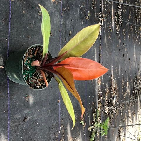 Potted plant with long green, red, and orange leaves on a wet pavement outdoors
