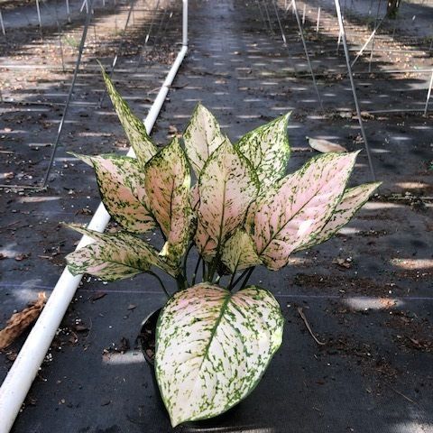 Variegated pink and green potted plant growing on a nursery floor with irrigation pipes nearby