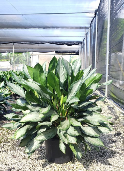 Variegated green and white potted plant in a greenhouse nursery tunnel