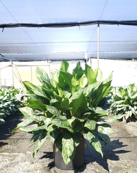 Large green potted plant inside a greenhouse with rows of similar plants in the background