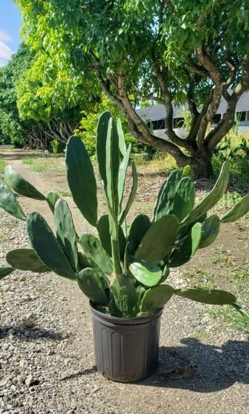 Potted prickly pear cactus in a brown container outdoors with trees and grass in the background