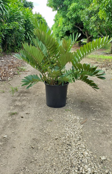 Potted green palm-like plant centered on a dirt path, surrounded by lush greenery.