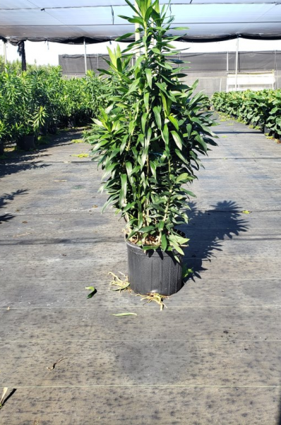 Potted green shrub in a nursery row under a shaded greenhouse canopy