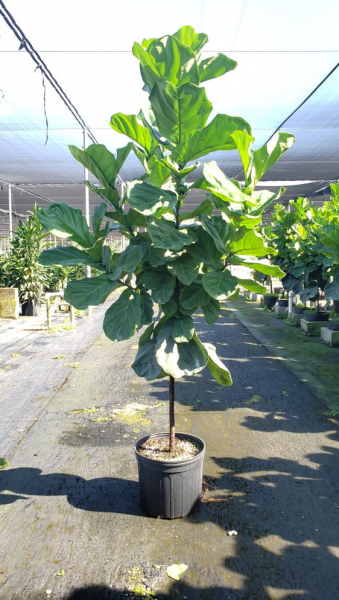 Potted leafy green tree in a nursery greenhouse, supported by a stake in a black container.