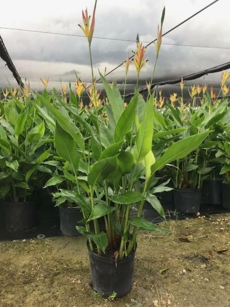 Potted green tropical plant with orange-yellow flowers in a greenhouse nursery