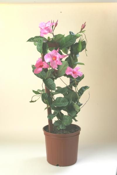Potted pink flowering plant with green leaves on a beige background