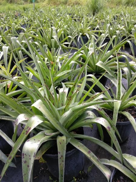 Rows of young green pineapple plants growing in black nursery bags in a field