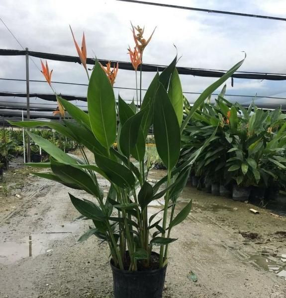Potted tropical bird of paradise plant with orange flowers in a nursery greenhouse