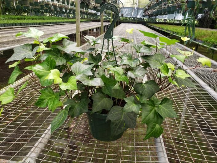 Potted green ivy plant on a metal greenhouse bench among rows of plants