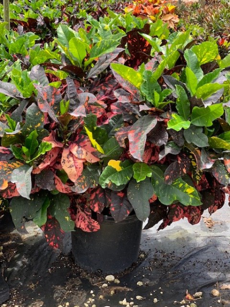 Potted croton plant with green, yellow, and red variegated leaves on a wet outdoor surface