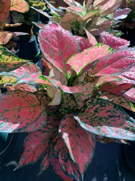 Pink and green variegated leaves on a potted plant against a dark background