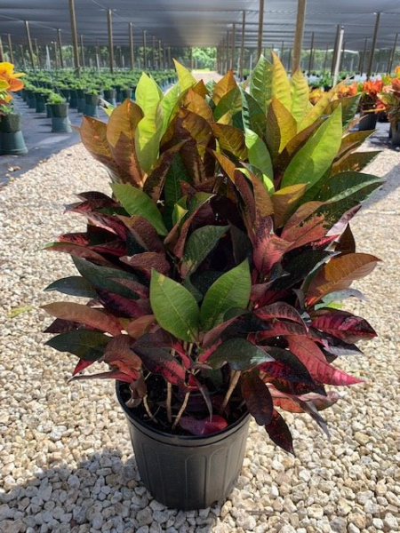 Potted croton plant with green, yellow, red, and maroon leaves in a nursery.