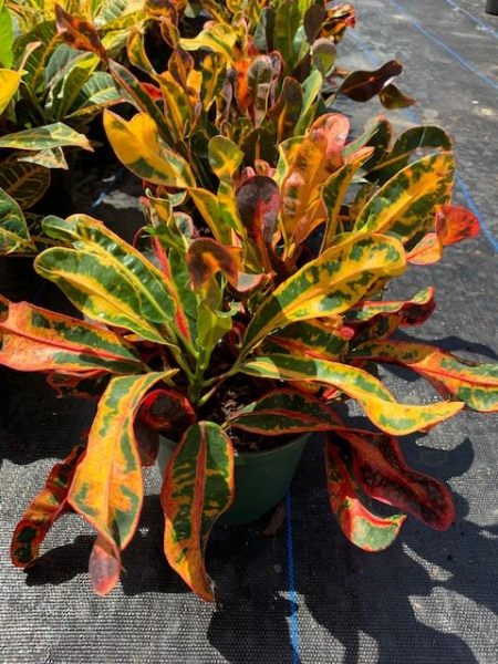 Colorful croton plant with green, yellow, and red leaves in a black nursery pot outdoors
