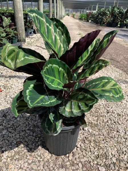 Potted calathea with green-and-cream striped leaves and purple undersides outdoors on gravel.