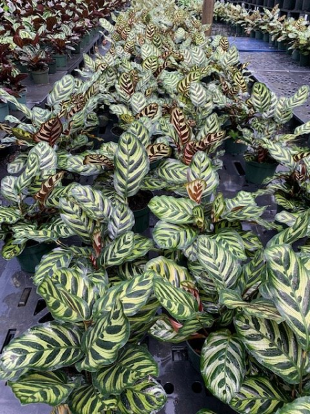 Dense cluster of green-and-cream striped prayer plants in dark pots outdoors