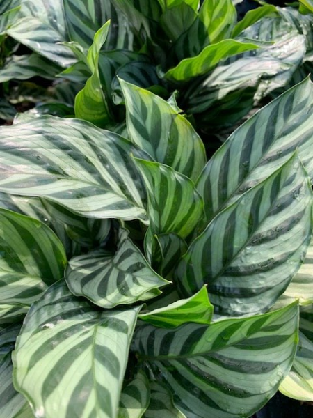 Close-up of lush green and silver-striped tropical leaves overlapping in dense foliage