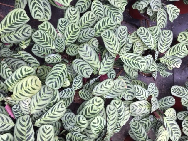 Cluster of green-and-white striped leaves spread across a dark surface
