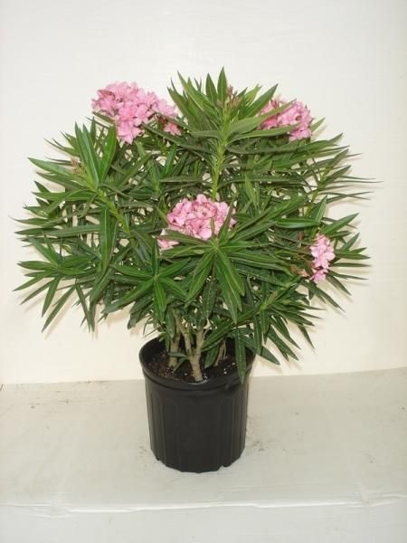 Potted flowering shrub with pink blossoms and narrow green leaves on a white surface
