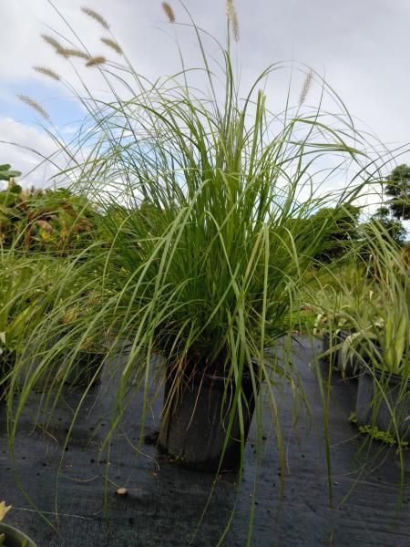 Tufted green ornamental grass growing in black pots outdoors under a cloudy sky