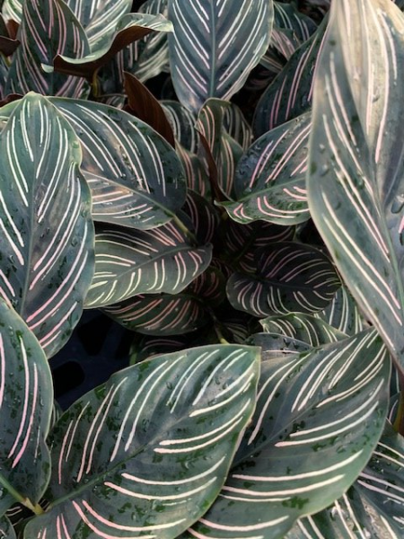 Close-up of lush green leaves with white and pink stripes in dense foliage