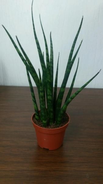 Potted snake plant with tall green leaves on a wooden table against a white wall