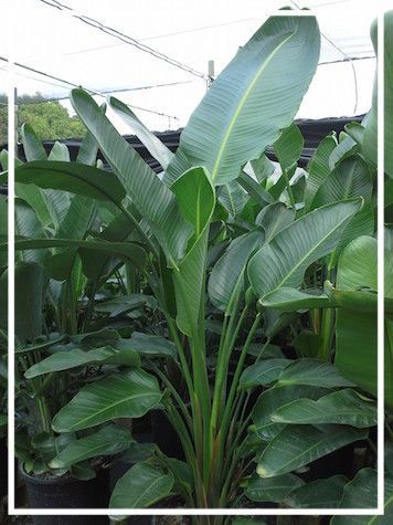 Dense green banana plants growing in a greenhouse or nursery, with one tall leaf centered.