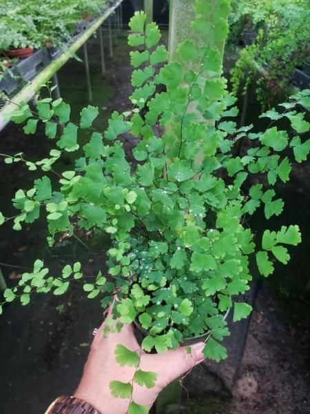 Hand holding a small potted fern in a greenhouse among other plants