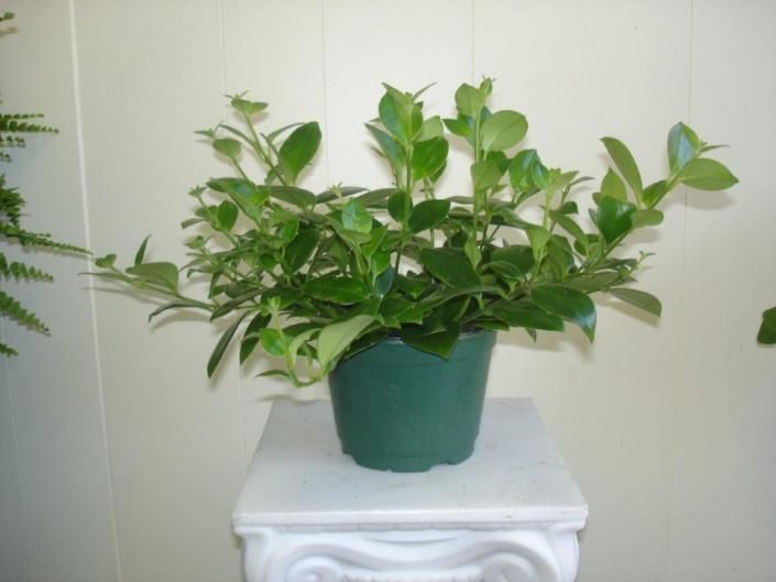Green potted plant on a white table against a light wall
