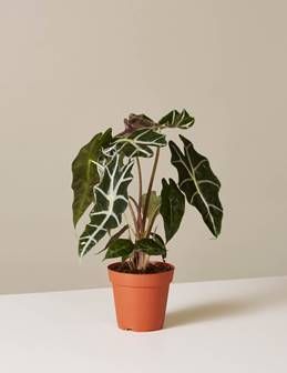 Potted green houseplant with white-veined leaves in an orange pot on a white surface
