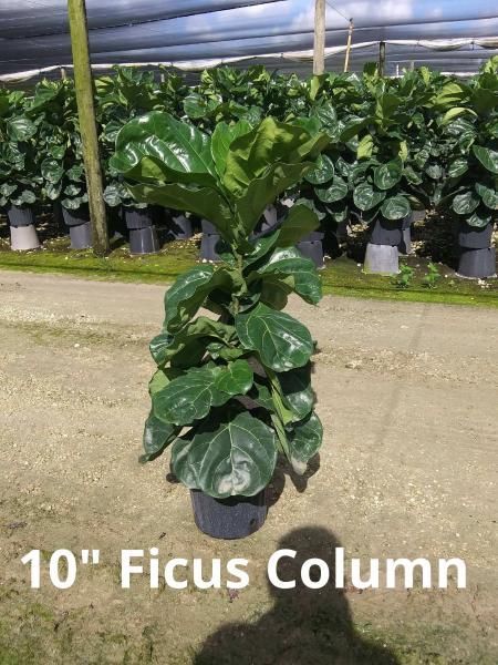 Potted Ficus column plant in a nursery, with rows of green plants in the background.